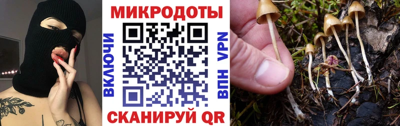 Псилоцибиновые грибы Psilocybe где можно купить наркотик Калининец